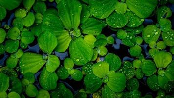 Pistia stratiotes plants floating on water photo