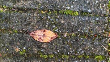 old concrete roads that have started to break down and are mossy photo