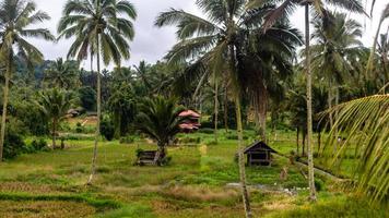 a small hut in the middle of a paddy field photo
