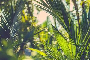 la luz del sol sobre hojas de palma verdes con un fondo de ensueño borroso, un entorno natural tranquilo, la jungla y las vibraciones tropicales. Relajante primer plano del jardín zen, patrón de plantas florales exóticas foto