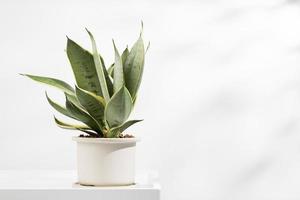 Variedades enanas sansevieria en macetas minimalistas de cerámica blanca. dracaena trifasciata hahnii dorada foto