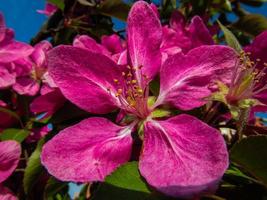 flor de manzana en el manzano foto