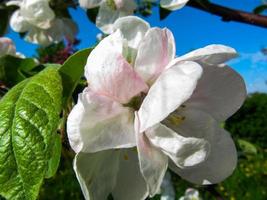 flor de manzana en el manzano foto