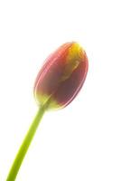 Tulip Flower Photograph on White Background with Water Droplets photo