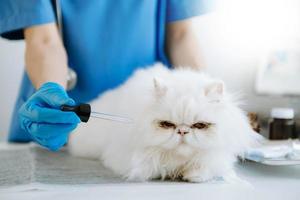 Female veterinary doctor using stethoscope for cute kitten and clean animal ears in hospital photo