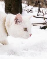 white cat hunts a mouse in winter snow photo