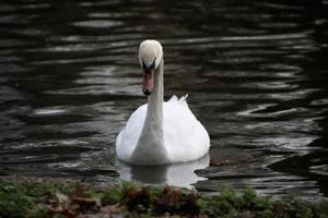 A view of a Mute Swan photo