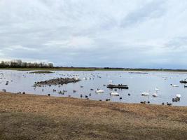 A view of some birds at Martin Mere Nature Reserve photo