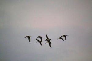 A view of some birds at Martin Mere Nature Reserve photo