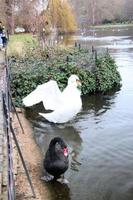 A view of a Mute Swan photo