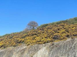 A view of some Gorse photo