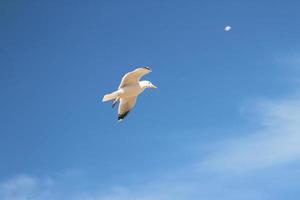 A view of a Seagull at Llandudno photo