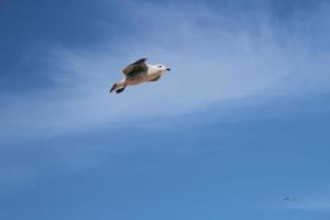A view of a Seagull at Llandudno photo