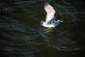 una vista de una gaviota en llandudno foto