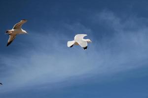 A view of a Seagull at Llandudno photo