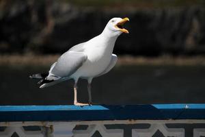 A view of a Seagull at Llandudno photo