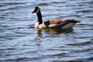 A view of a Canada Goose photo