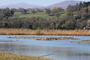 A view of some birds at Martin Mere Nature Reserve photo