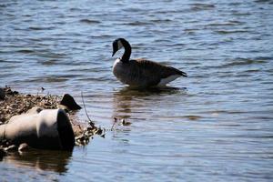 A view of a Canada Goose photo