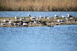 A view of some birds at Martin Mere Nature Reserve photo