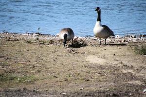 A view of a Canada Goose photo