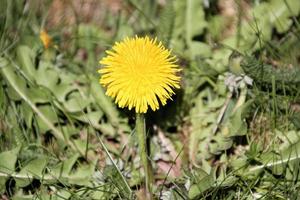 A view of some flowers in the wild photo