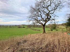 A view of the Cheshire Countryside at Peckforton photo