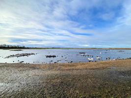 A view of some birds at Martin Mere Nature Reserve photo