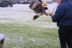 A view of a Harris Hawk photo