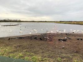 A view of some birds at Martin Mere Nature Reserve photo