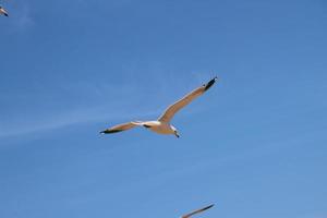 una vista de una gaviota en llandudno foto