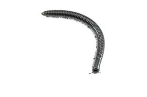 animal millipede on white background photo