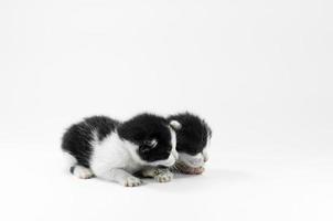 Cute small black and white kitten on a white background,First day after birth photo