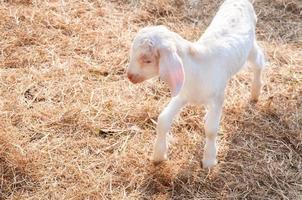 cabras blancas en la granja, cabra bebé en una granja foto
