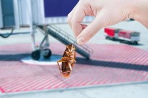 cucarachas con puente de reacción vacío o puente de embarque de pasajeros en el fondo del aeropuerto, se eliminó la idea de perturbaciones para eliminar los insectos y poner sistemas de protección contra insectos en los aviones. foto