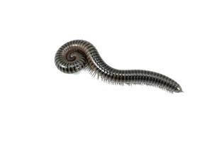 animal millipede on white background photo