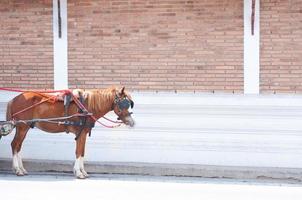 caballo marrón tirando del carro en el fondo de la pared en el templo de phrathat lampang luang en lampang, tailandia foto