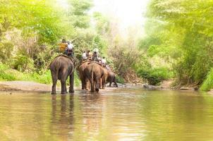 Group tourists to ride on elephant in forest chiang mai, northern Thailand photo