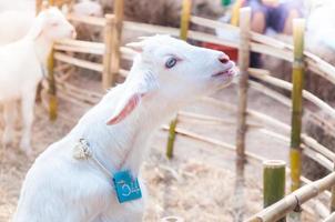 cabra bebé blanca jugando con cerca de bambú, cerca de cabras blancas en la granja, cabra bebé en una granja foto