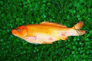 Dead fancy carp fishs or Koi carp fishs diseases infected on the green grass photo