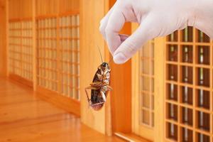 Hand holding cockroach with inside the building background, eliminate cockroach in building, apartment, house, city, Cockroaches as carriers of disease eliminated idea get rid of insects photo