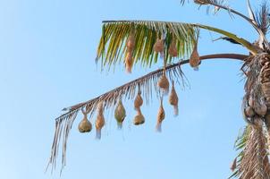 Beautiful weaver bird's nest on tree.Bird's nest hanging on the tree.Nesting bird photo