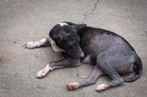 Homeless black stray dog on street road in asia, It looks very sick. photo