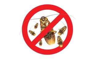 No More Group Cockroach icon ,Sign and dead of a cockroach,Isolated on a white background photo