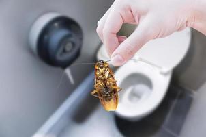 Hand holding cockroach on toilet background, eliminate cockroach in toilet photo