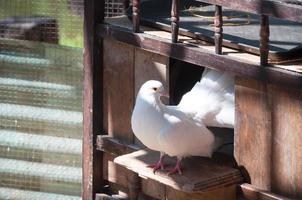 White Pigeons are sitting in the window of their wooden house. photo