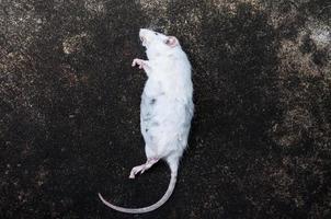 ratas blancas muertas en el suelo, la rata muerta en la calle foto