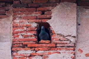 Beautiful shot of a gray pigeon doves sitting in its nest in a hole in the old red brick wall background photo