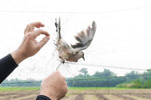 el pájaro fue atrapado por la mano del jardinero sosteniendo una malla sobre fondo blanco, trampa ilegal para pájaros foto