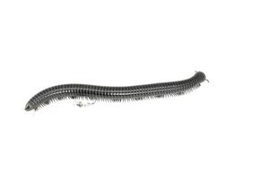 animal millipede on white background photo